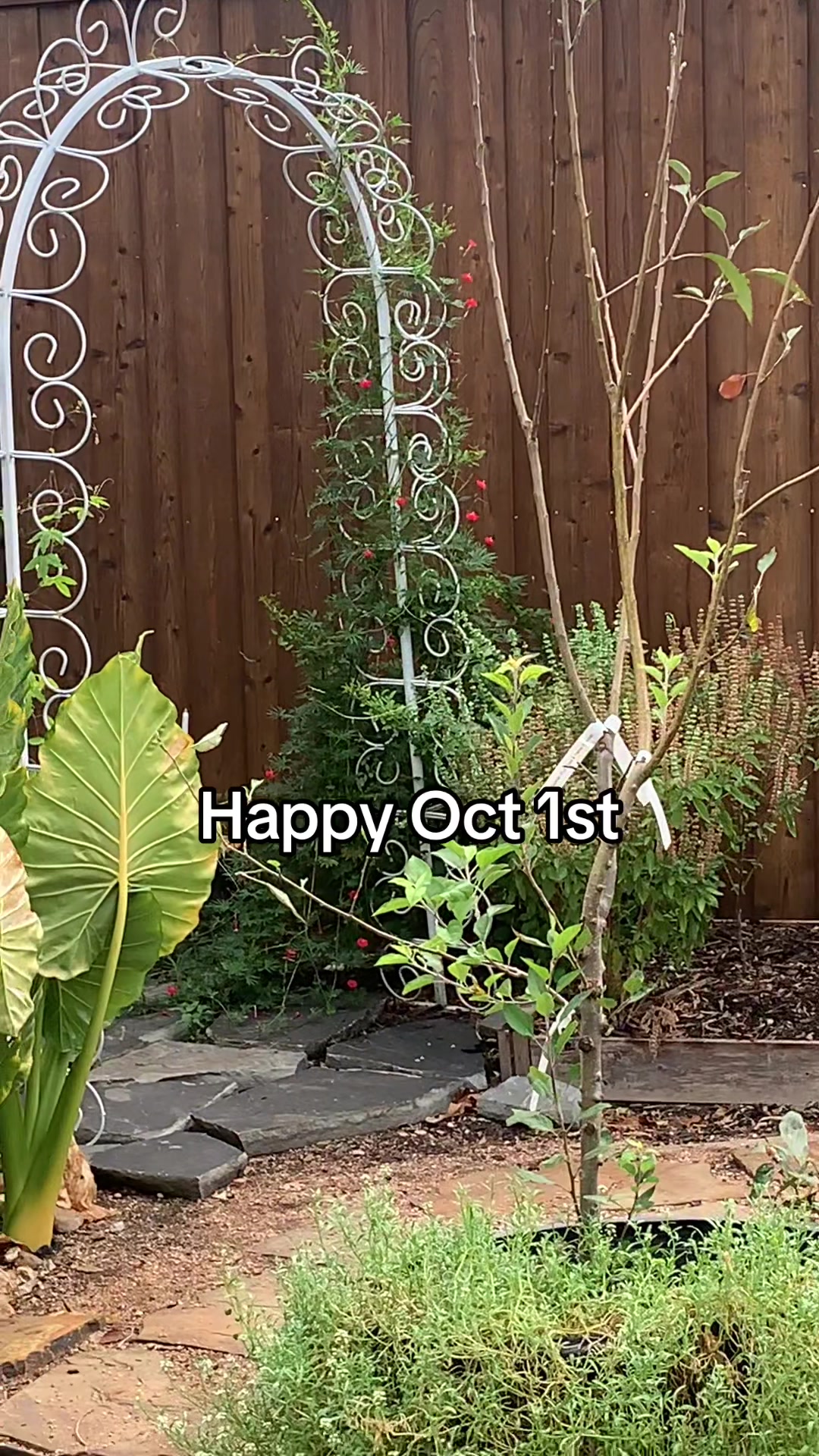 @PlantLadyLia