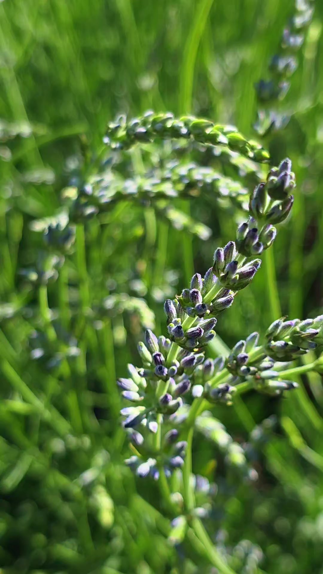 @Aria Lavender