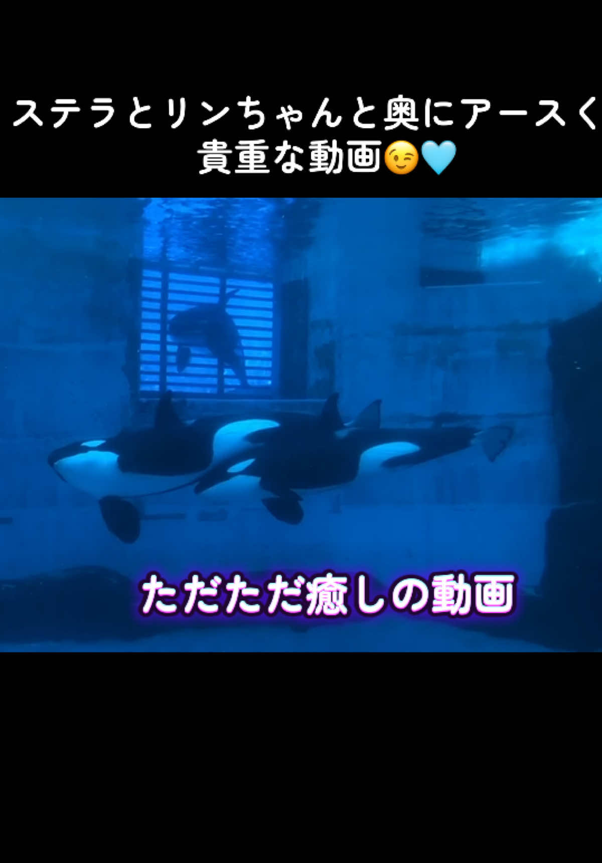 @️🫍シャチが癒し️🌈️️🫧