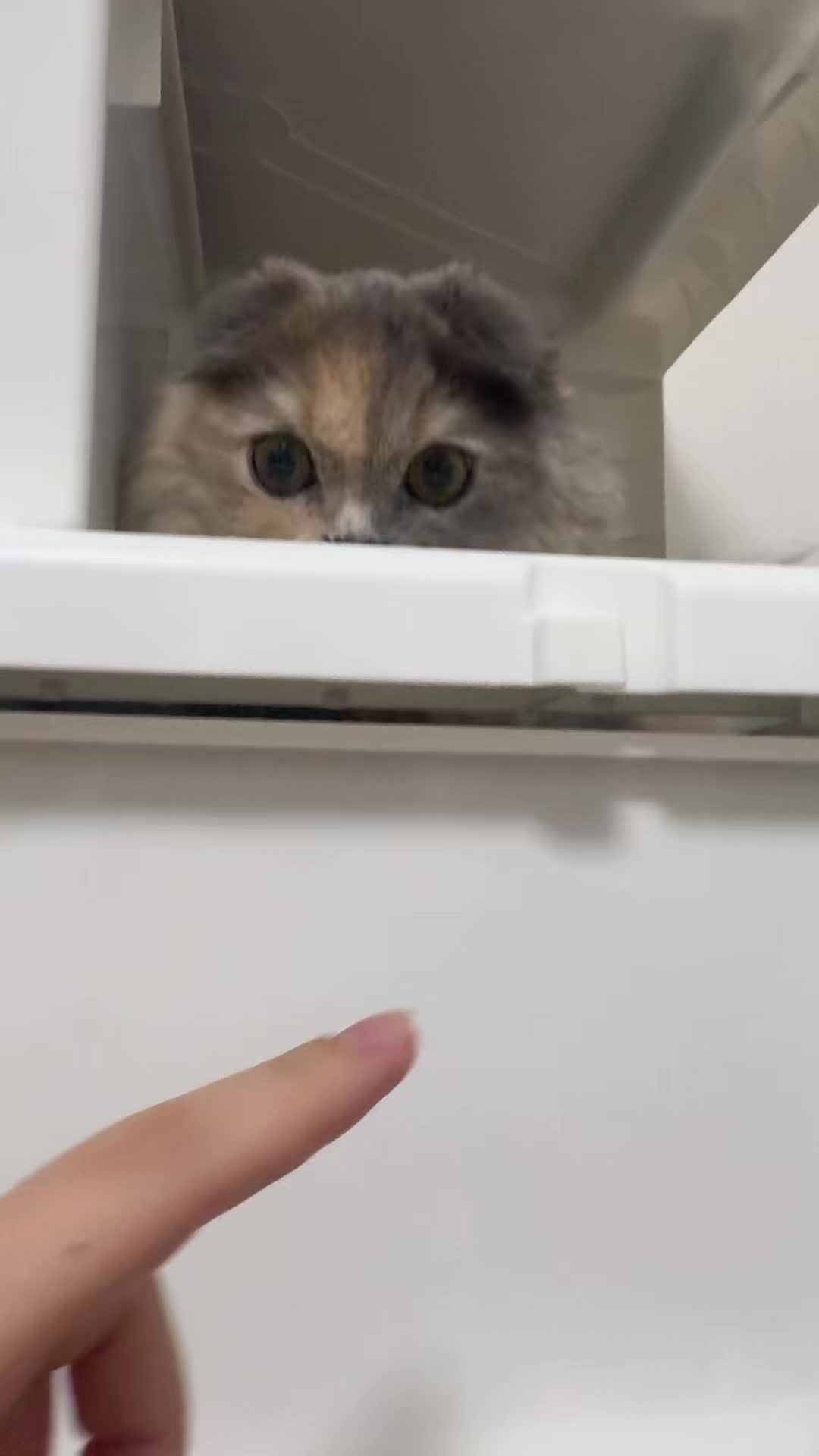 @マイクワゾウスキー