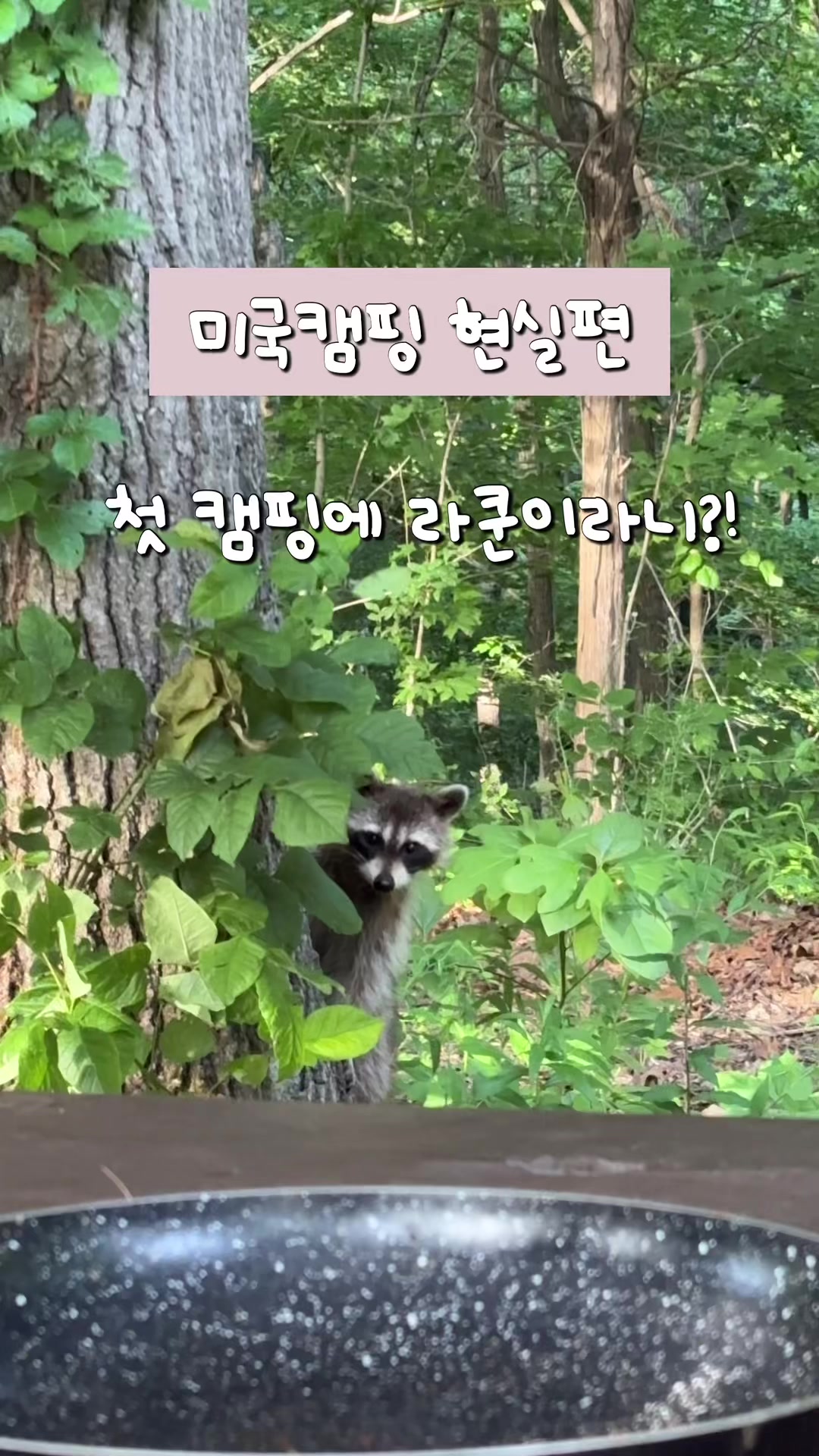 @로아보로아