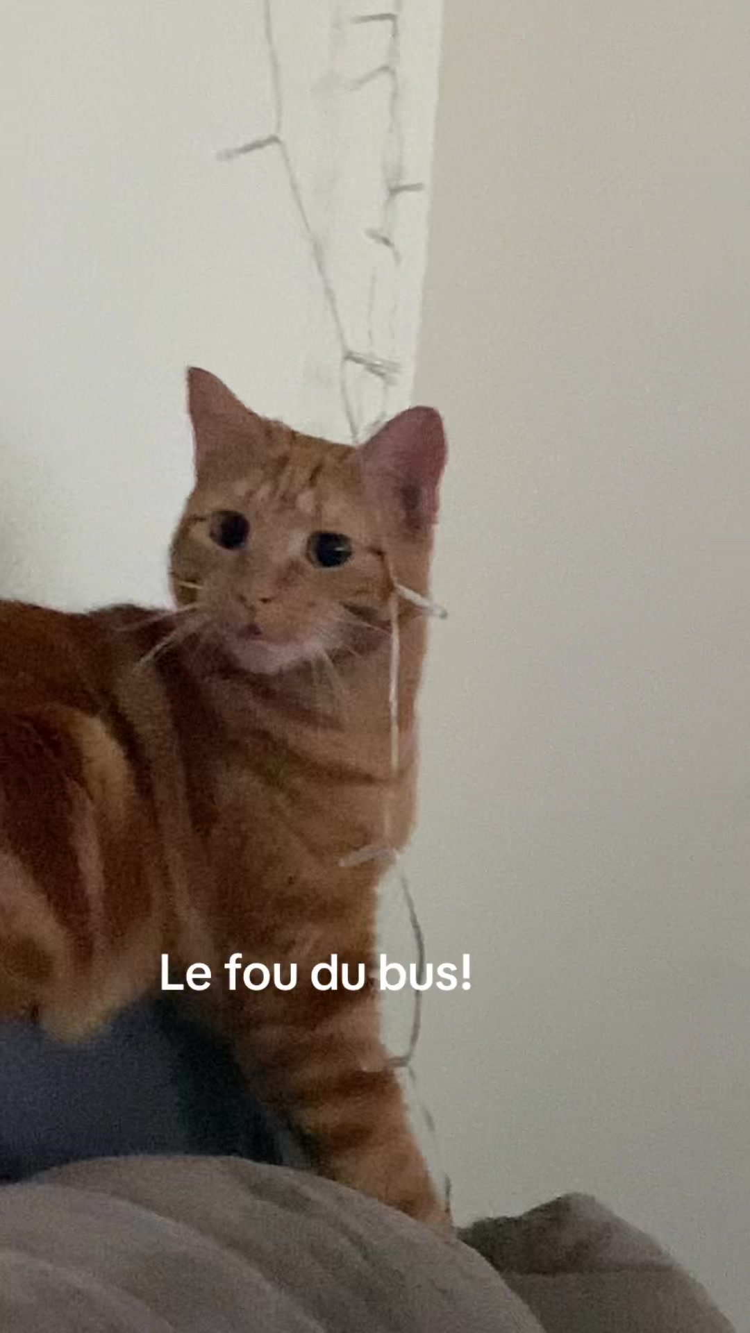 @Les poilus 🇨🇦