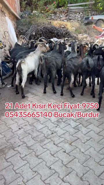 @gokhan_sngl