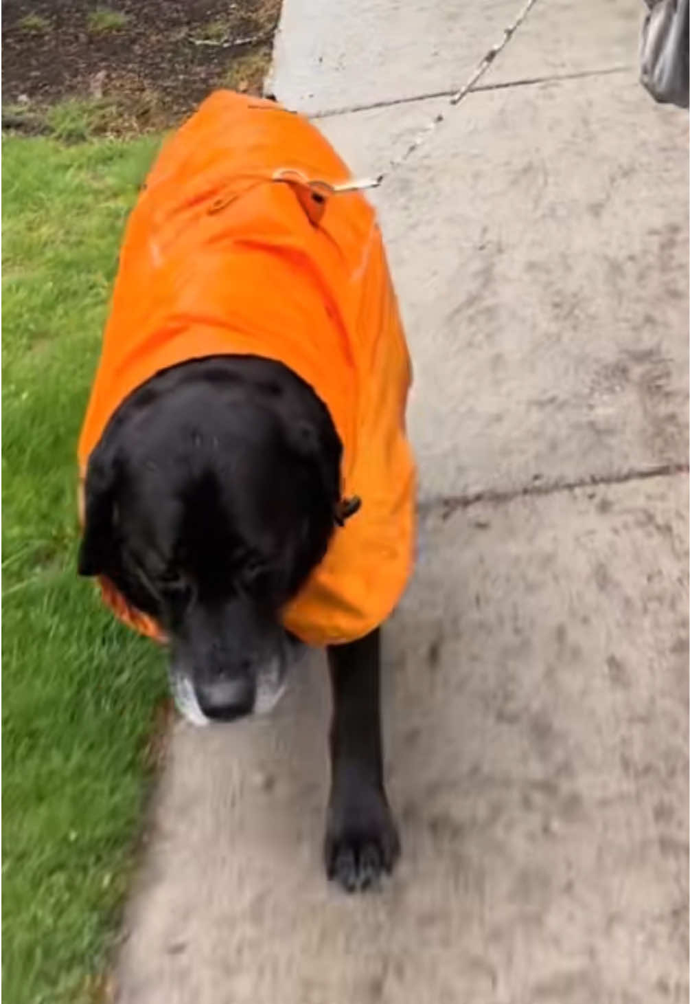 @rubenblacklab