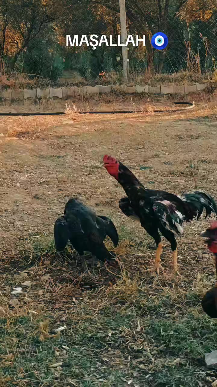 @G&uuml;rkan Beytorun
