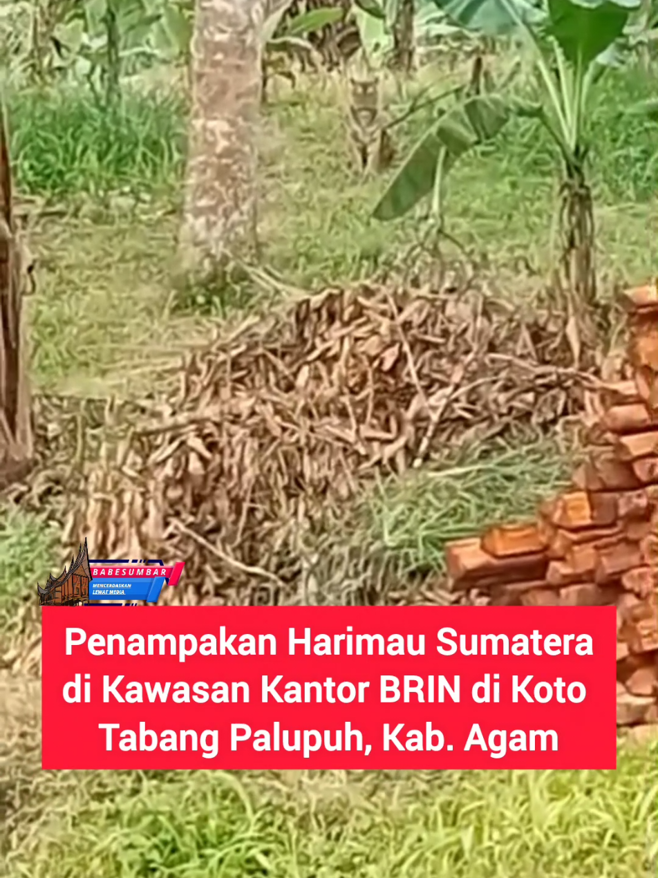 @babesumbar