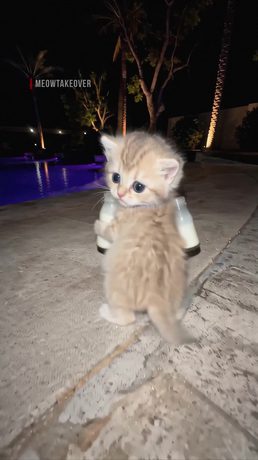 @meowtakeover