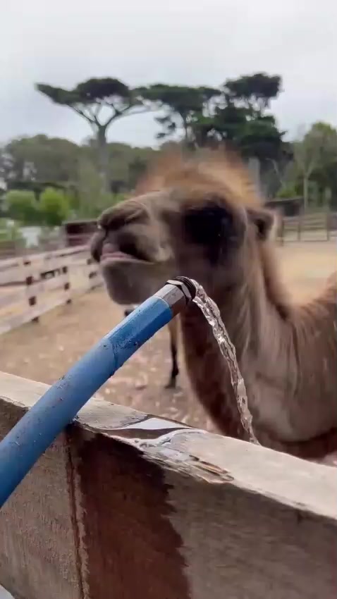 @Animalistas Unidos GymsEmp