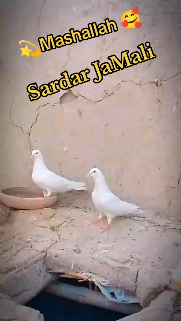 @🙏SARDAR🙏