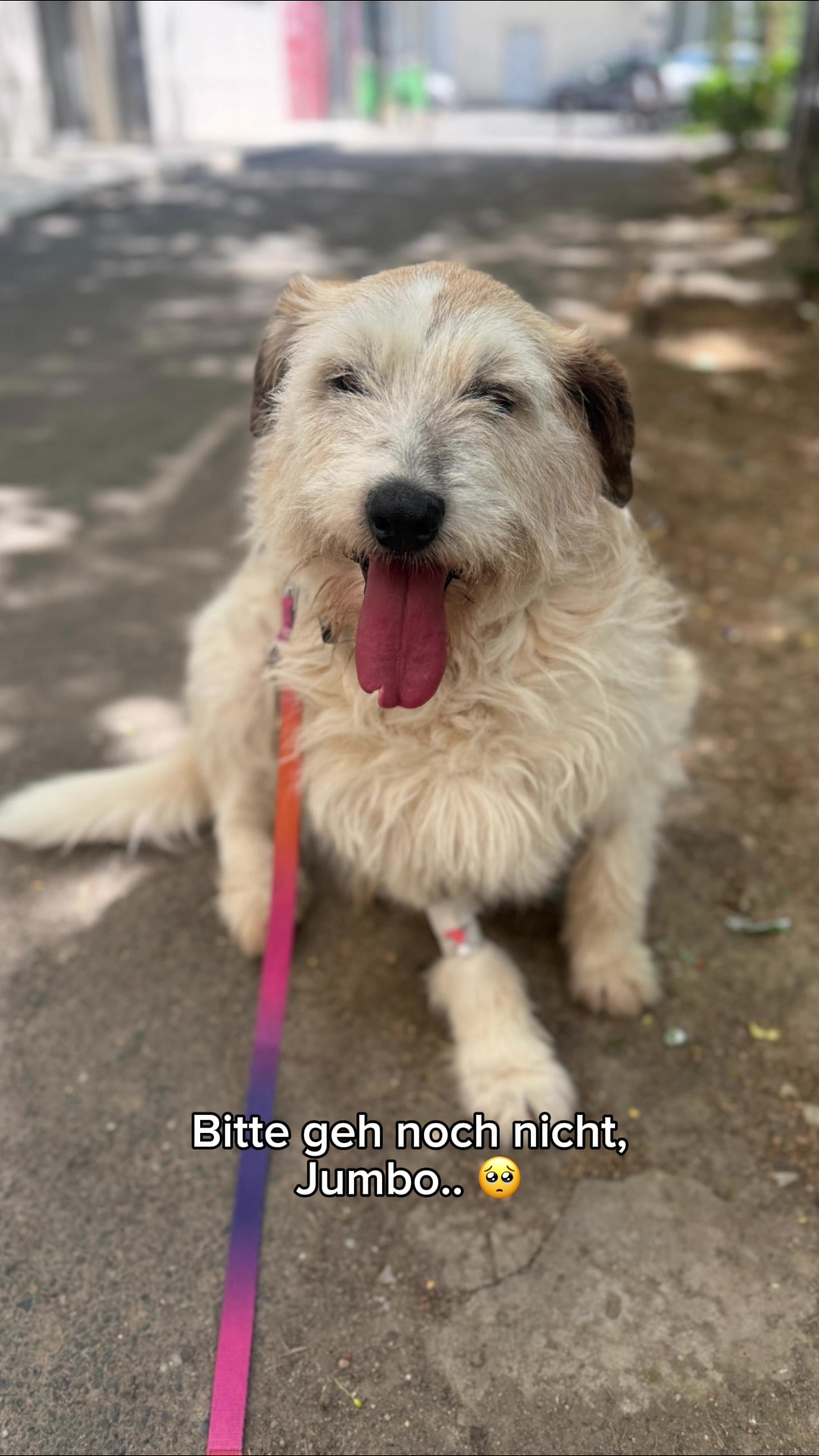 @SpecialDogs e.V.