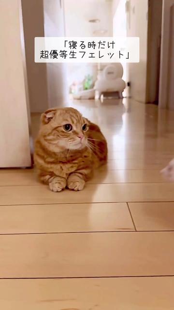 @あにまるファミリー/6猫2フェレット