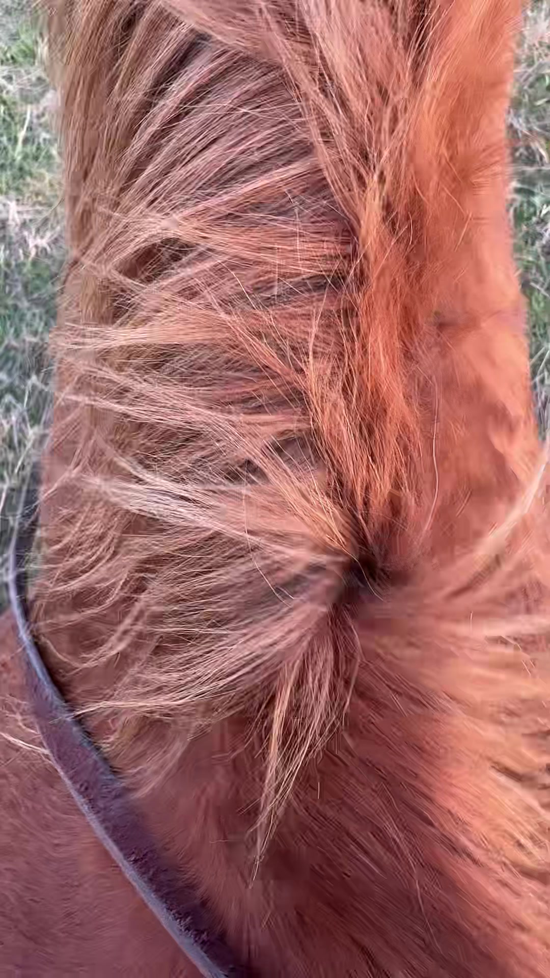 @That one horse girl