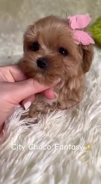 @Yorkie Maltipoo ShihTzu Teddy