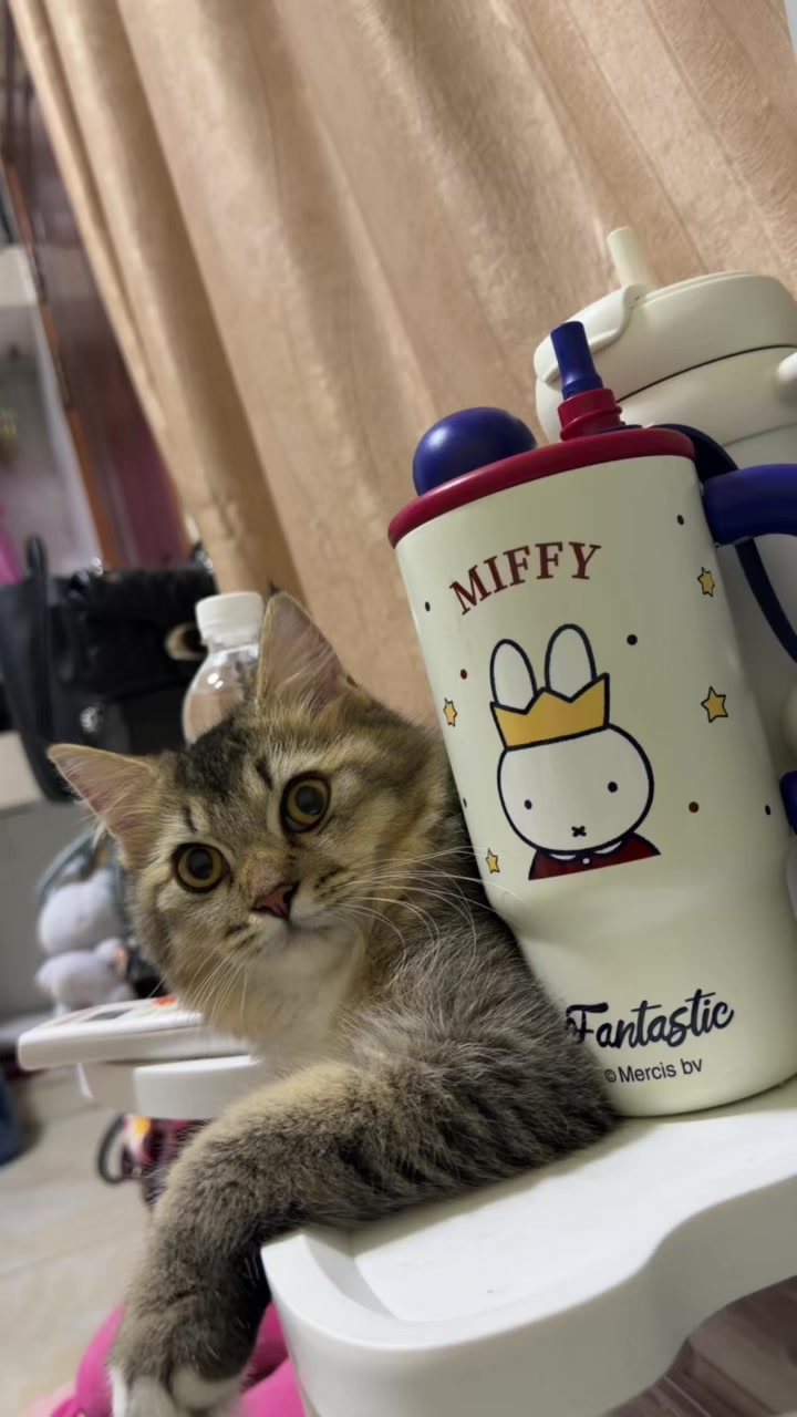 @🐈