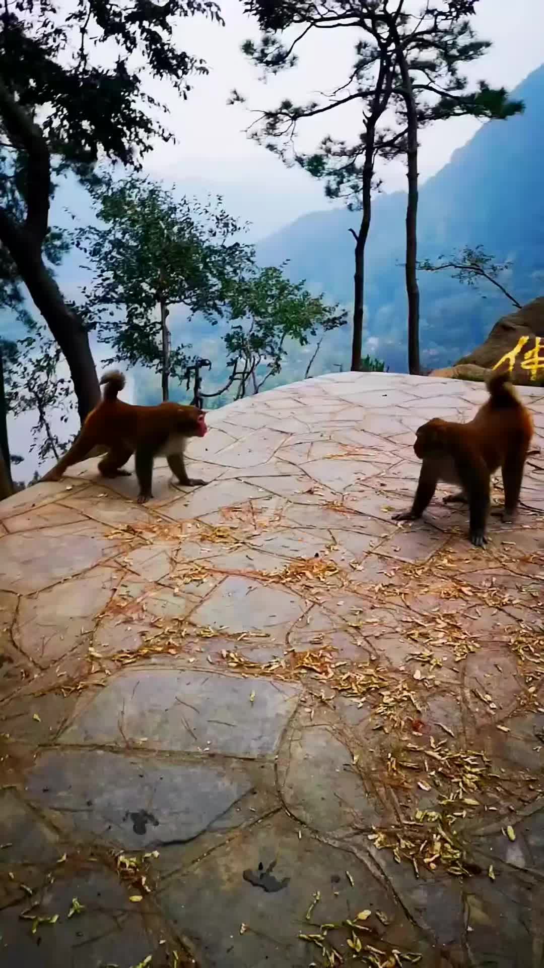 @LilMonkeyVibes