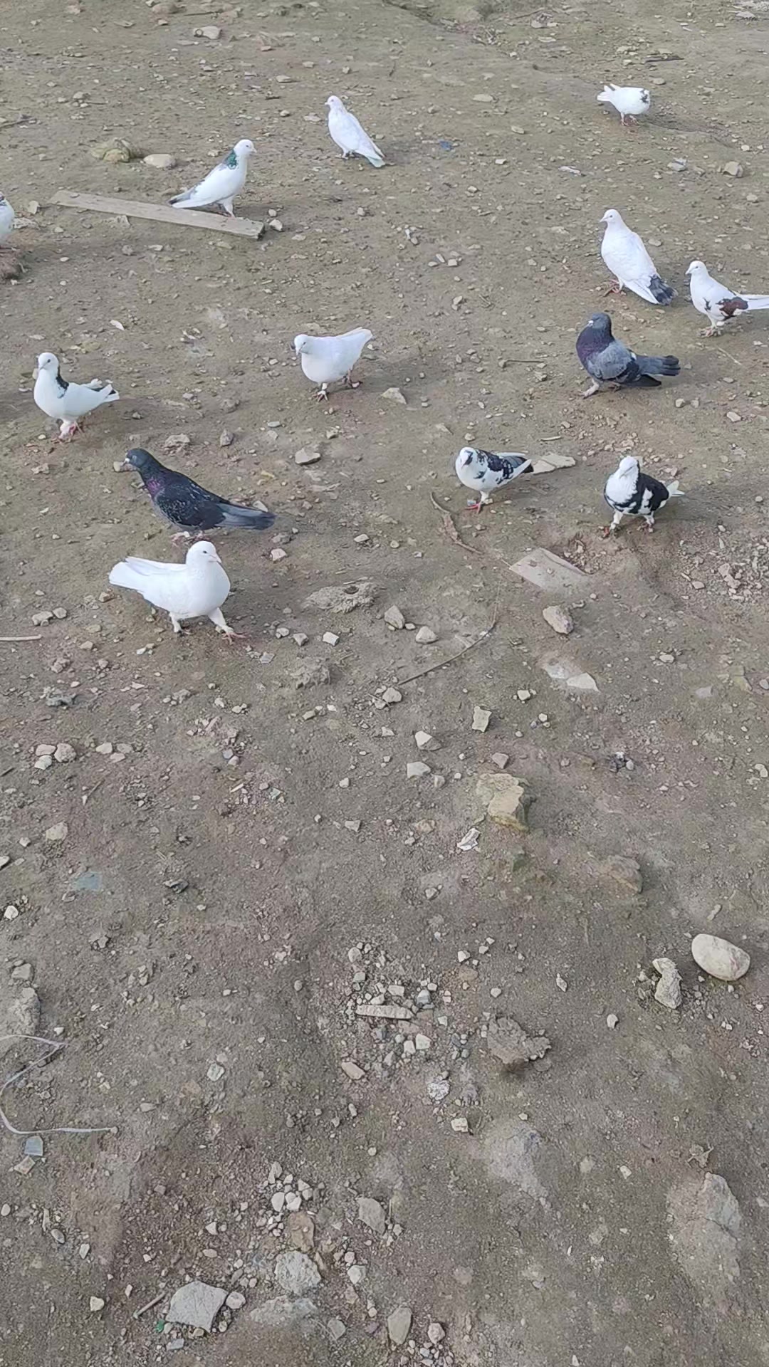 @𖤓𝐍𝐔𝐑𝐋𝐀𝐍𖤓&sup3;&sup3;