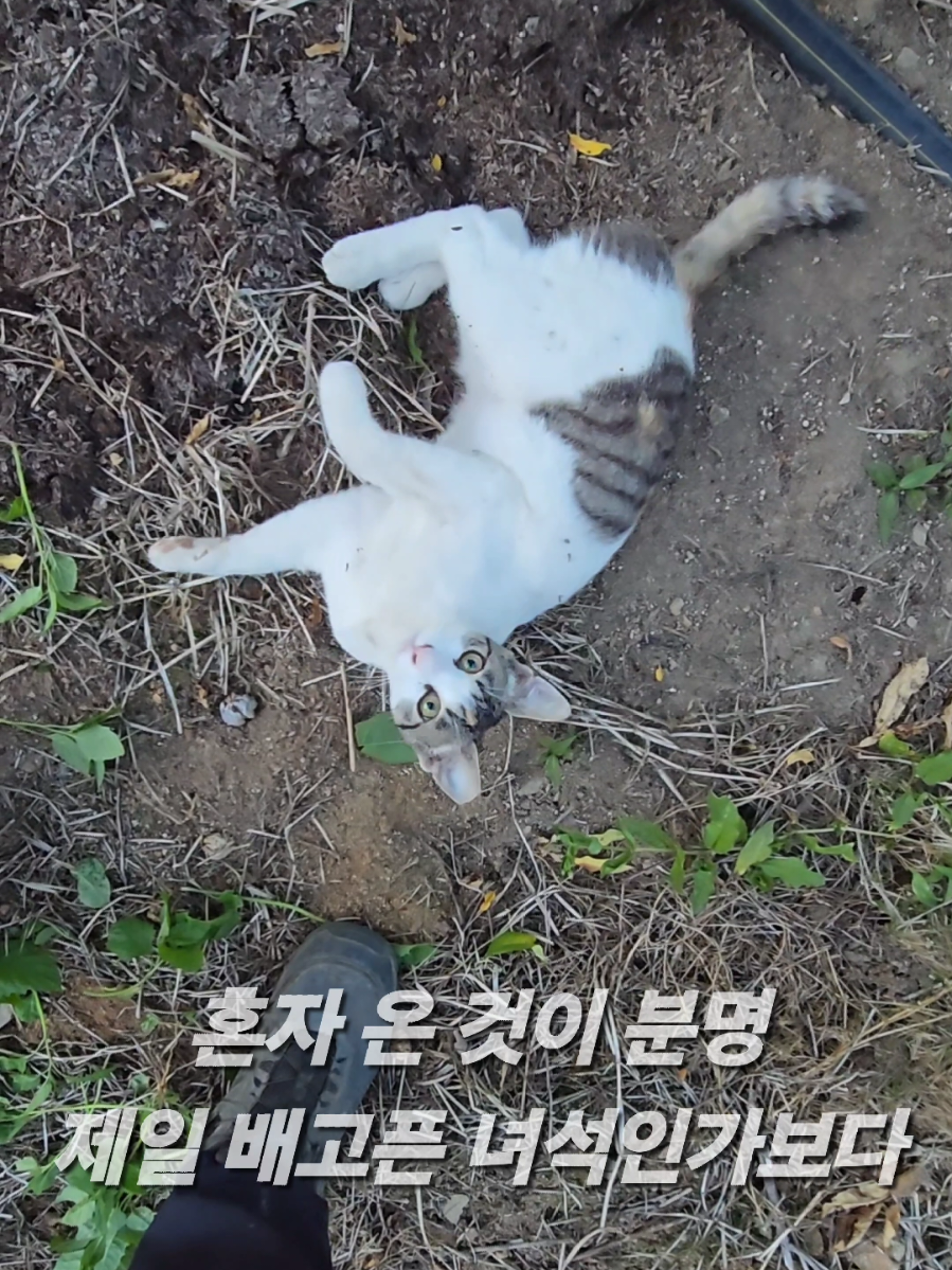 @유튜브 윤파머 납작복숭아