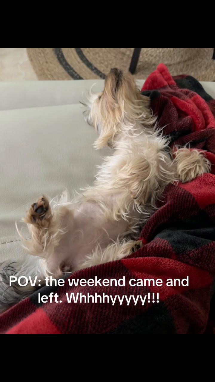 @Penny the Yorkie