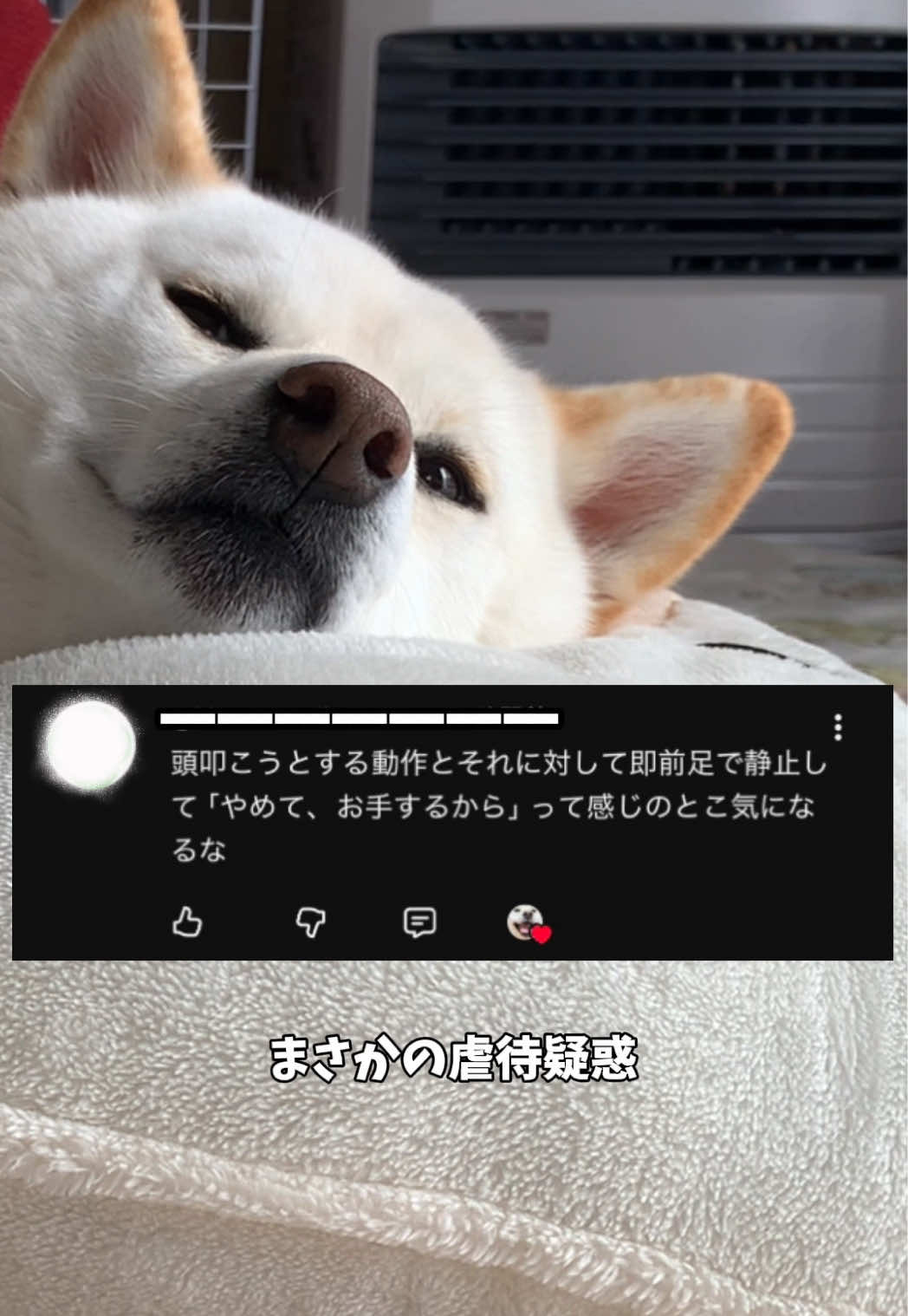 @白柴犬はる🌸