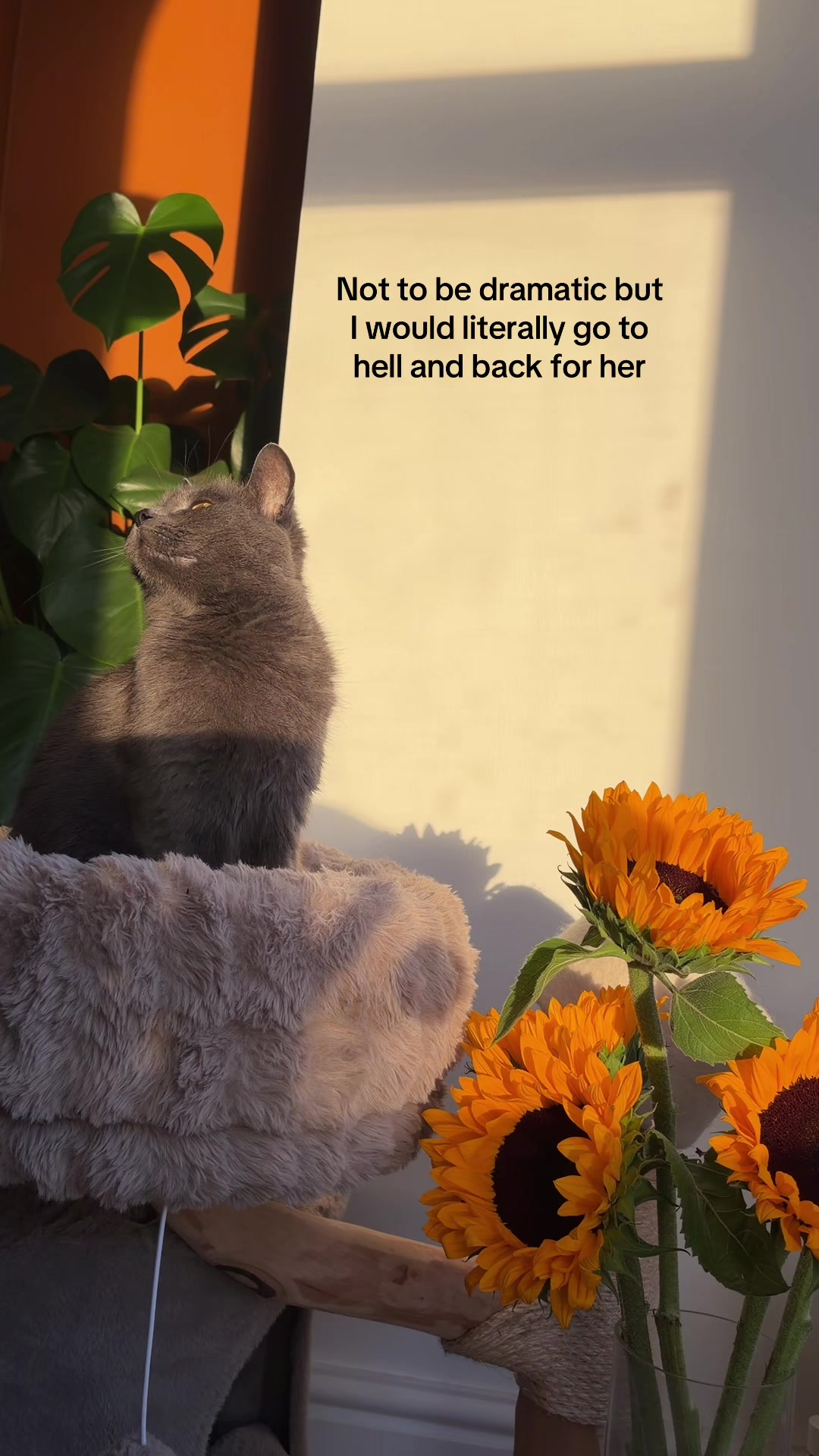 @Flowercat 🌸