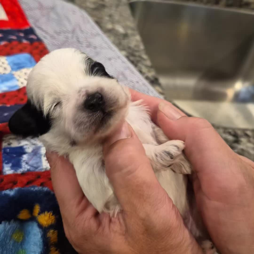 @Barb's Precious Pups