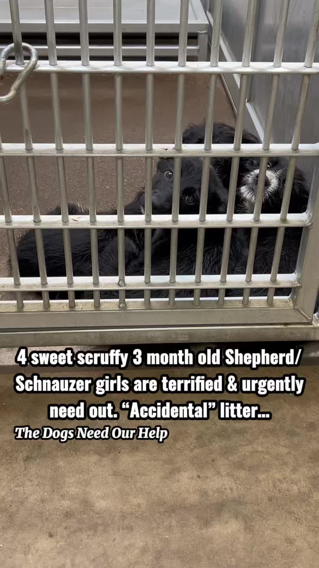 @The Dogs Need Our Help
