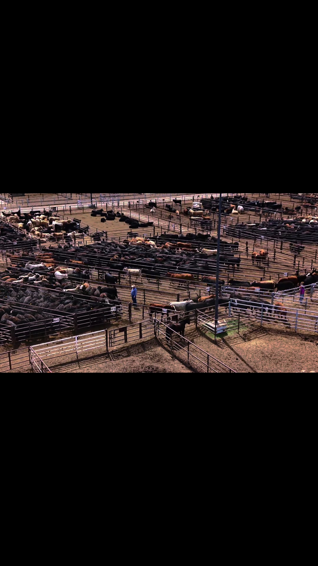 @OKC West Livestock Market