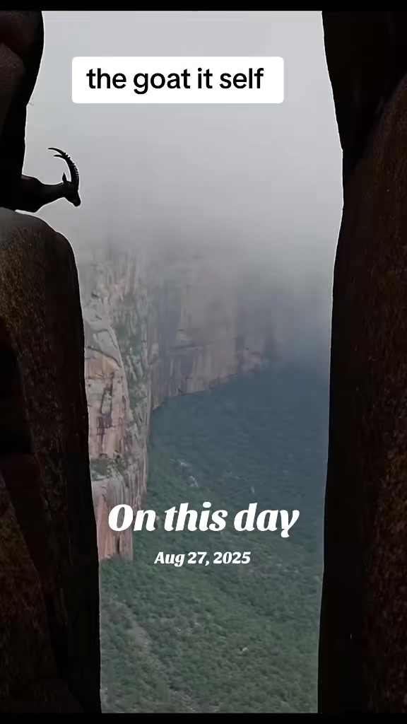 @magongos