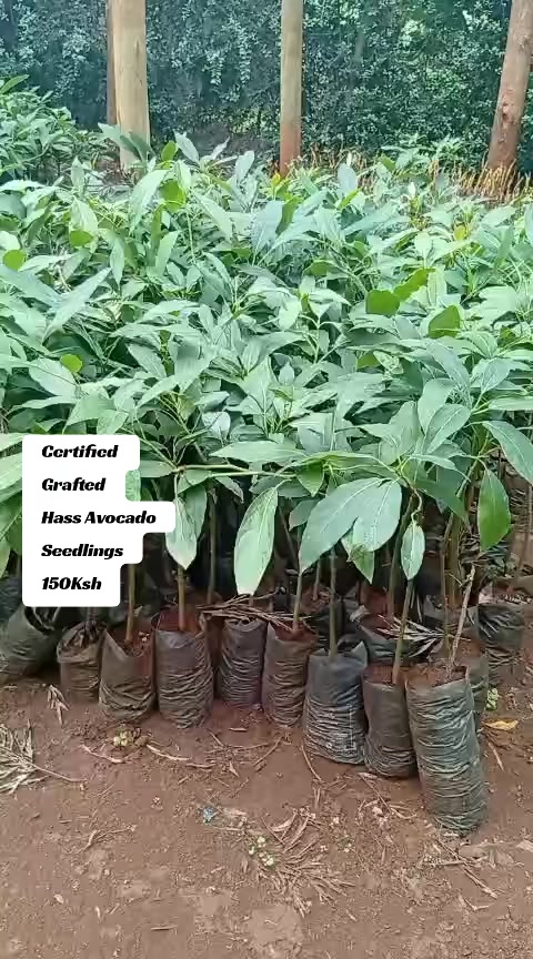 @FarmersTrend