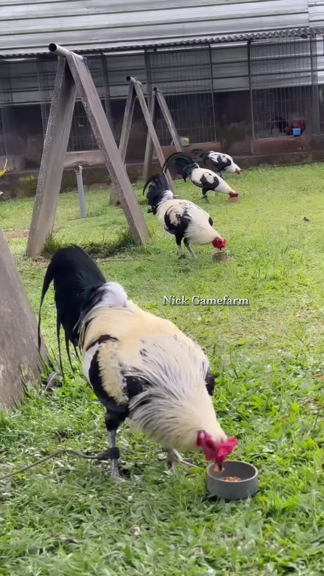 @NICK GAMEFARM