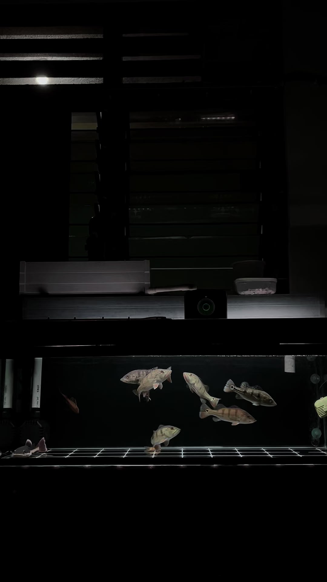 @𝐧𝐨𝐫𝐛𝐞𝐫𝐭𝐮𝐬.𝐛𝐚𝐲𝐮