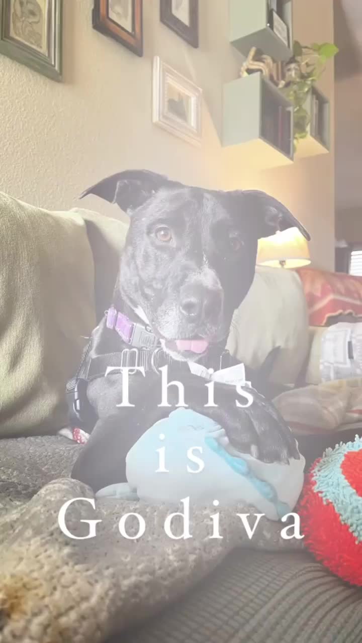 @HeyGoodDogs