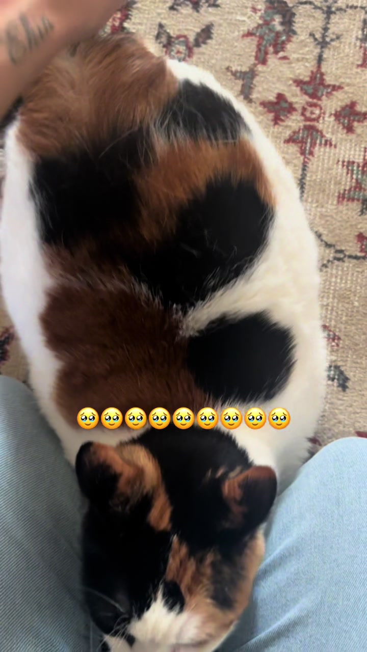 @Çikikatör