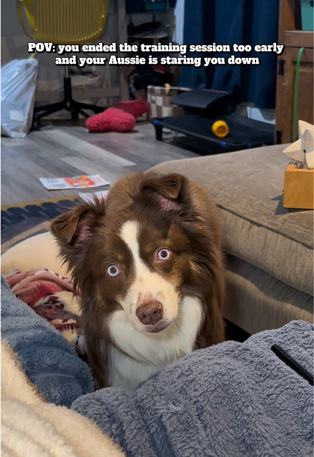 @captivatingk9s
