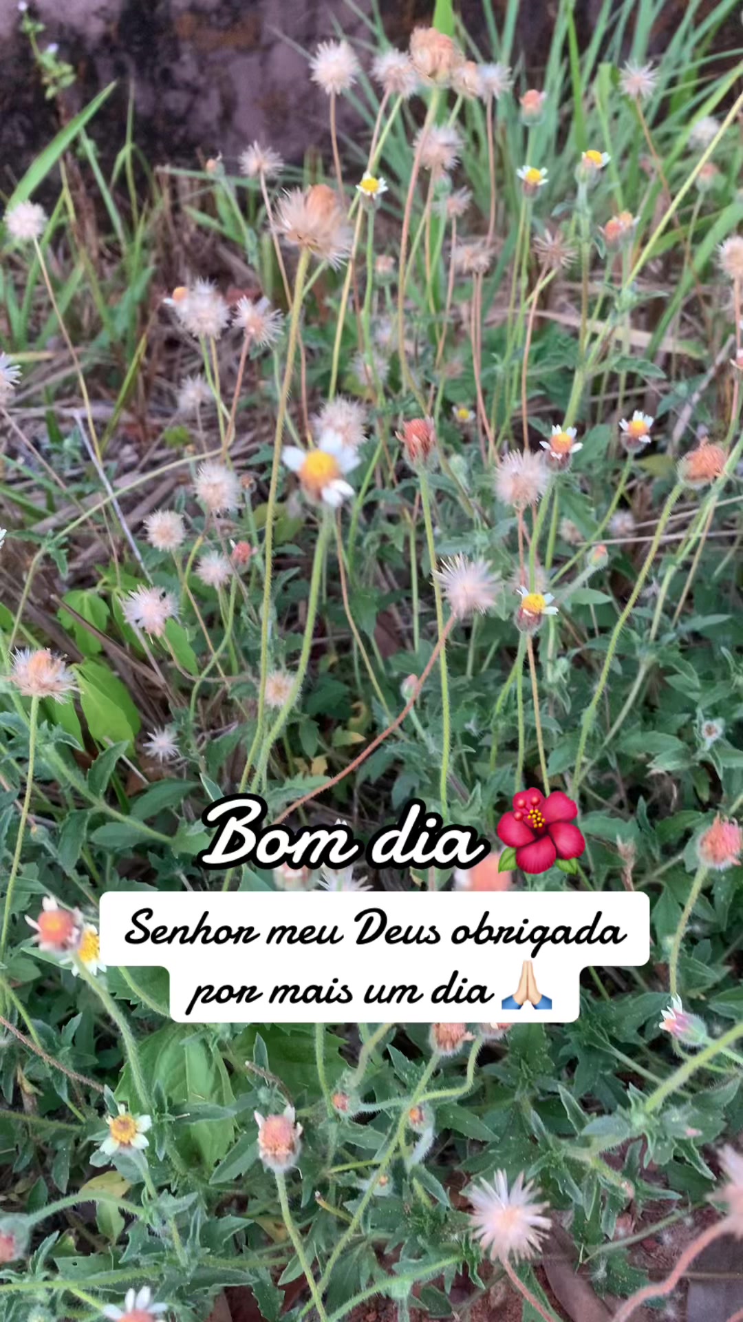 @Entre Laços