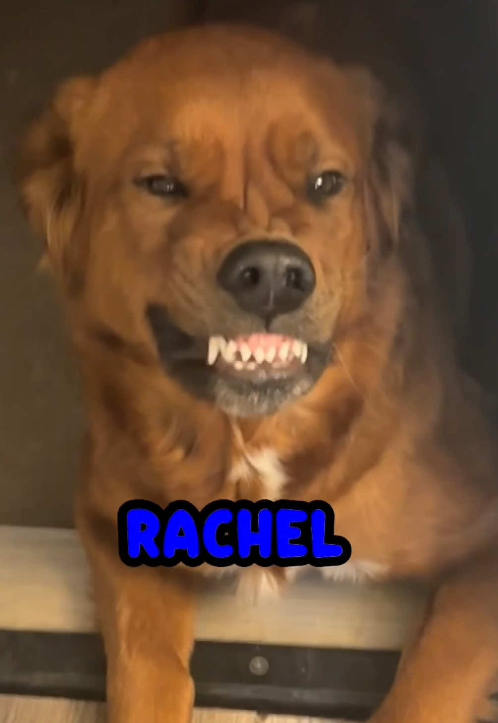 @Rufus Goodboy