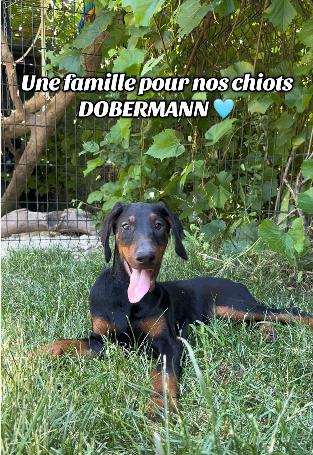 @Élevage Le Monde d’Odin