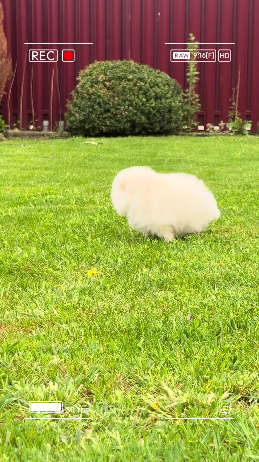 @pomeranskieshpitsyi