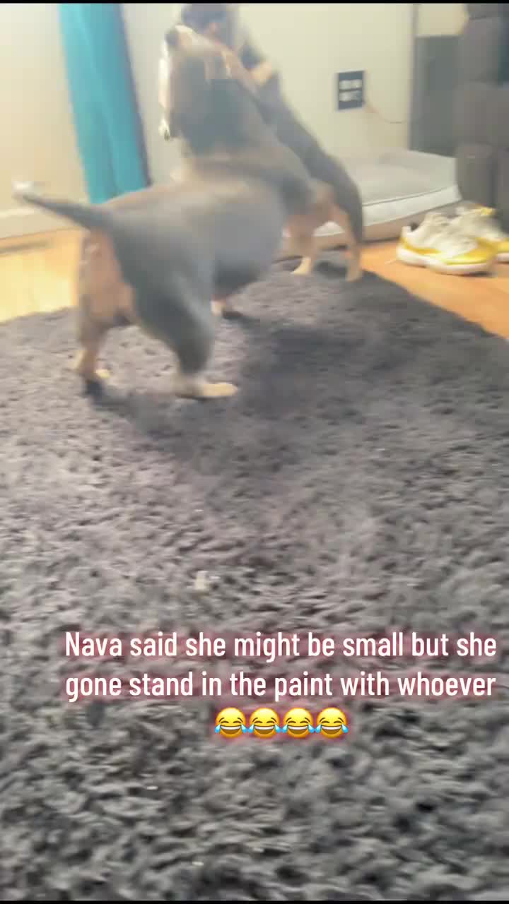 @gardnerkennel08