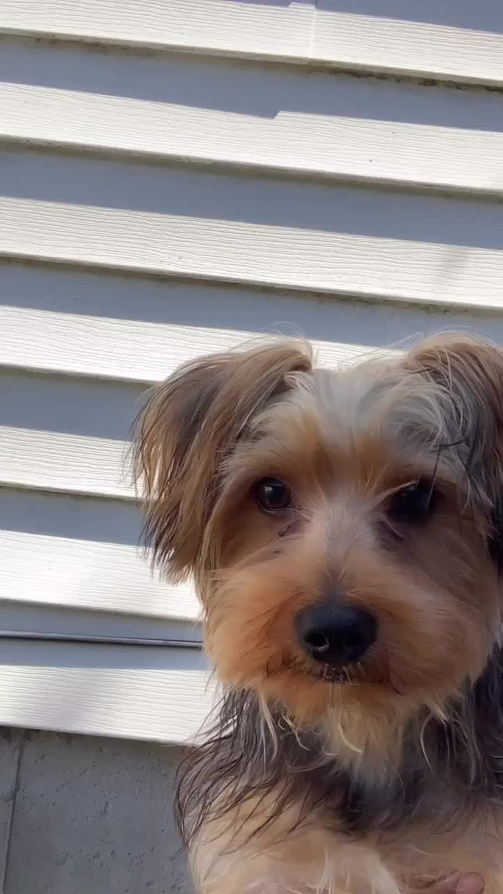 @tedtheyorkie