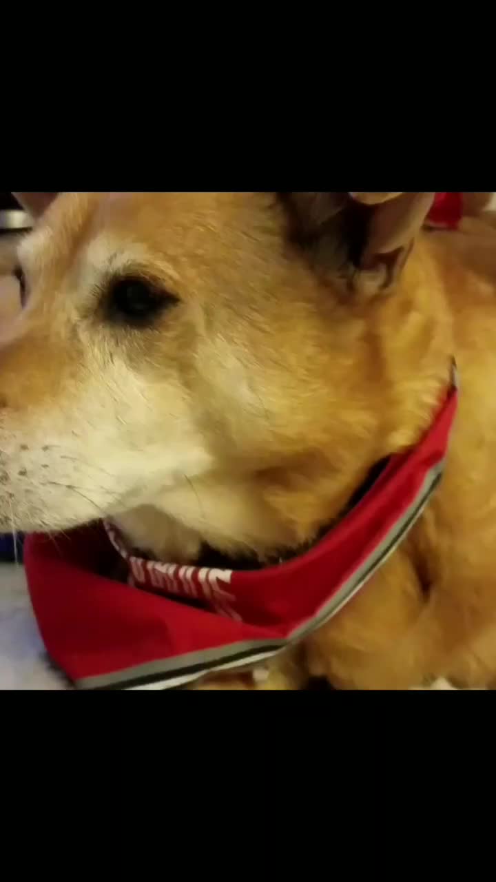 @Teddy the Mutt