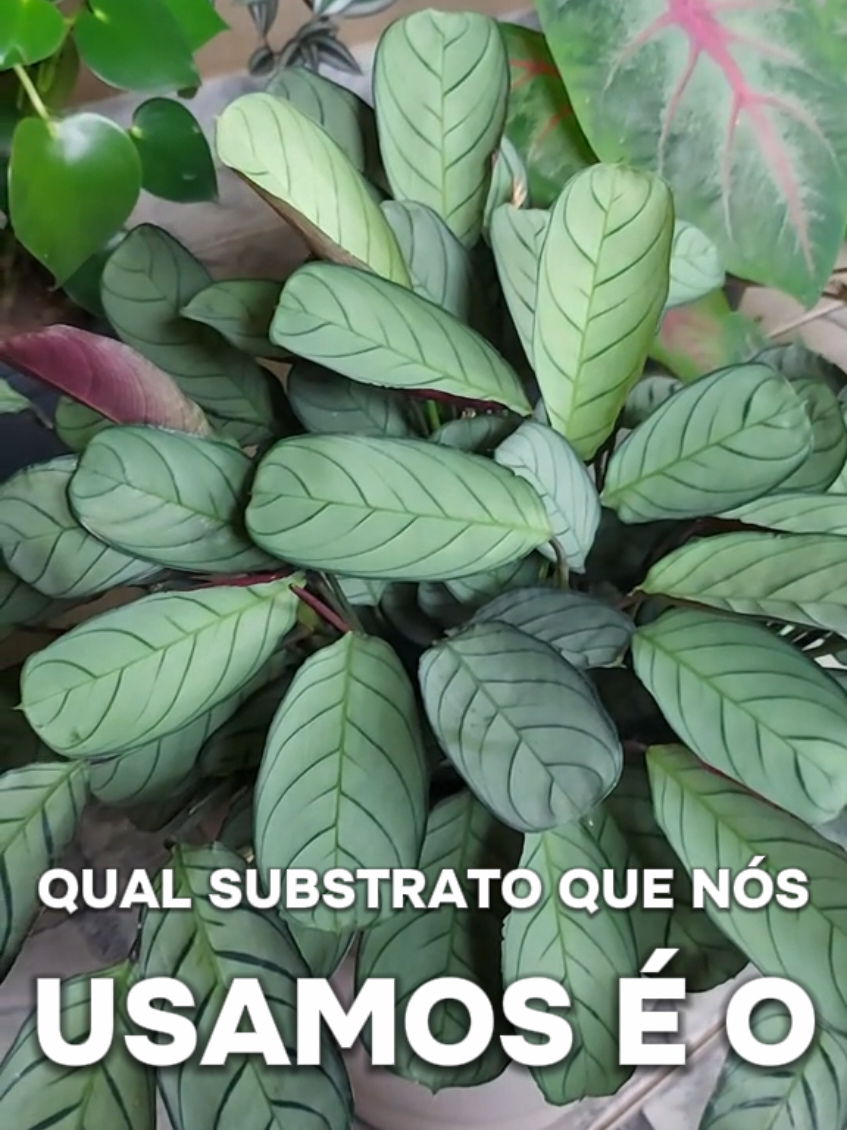 @quintalverde