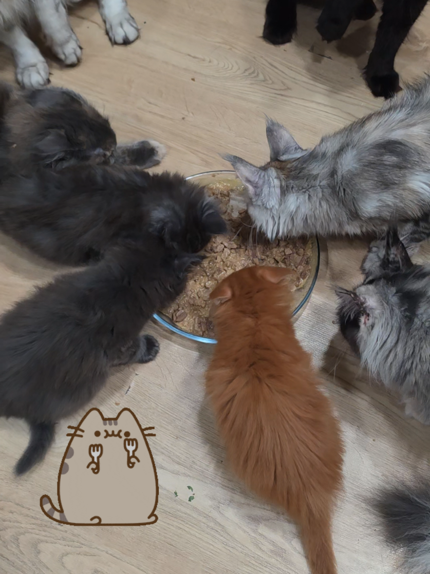 @Peaky Claws Cattery