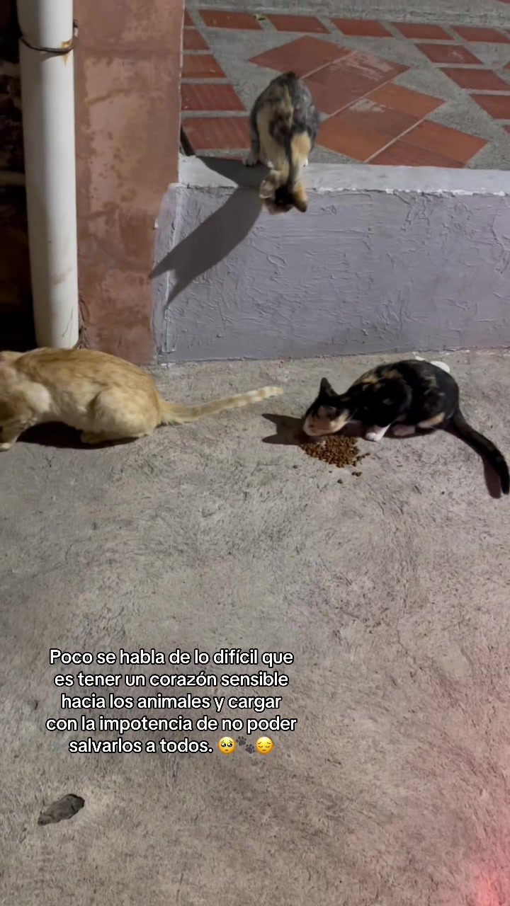 @🐈&zwj;⬛