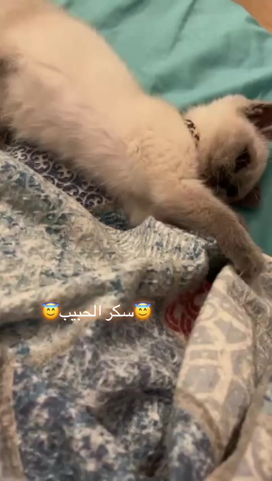 @Hamino.93
