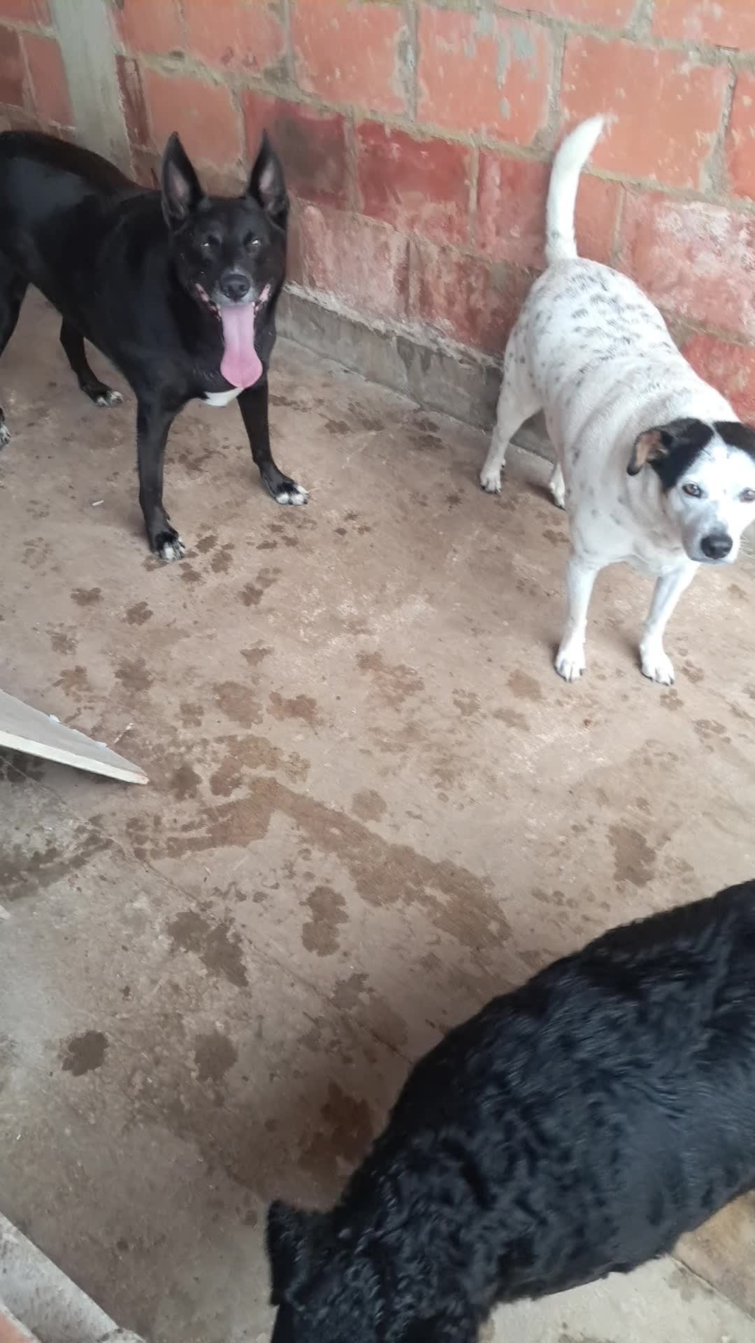 @Ismael e sua AuAuCreche 🐶💖
