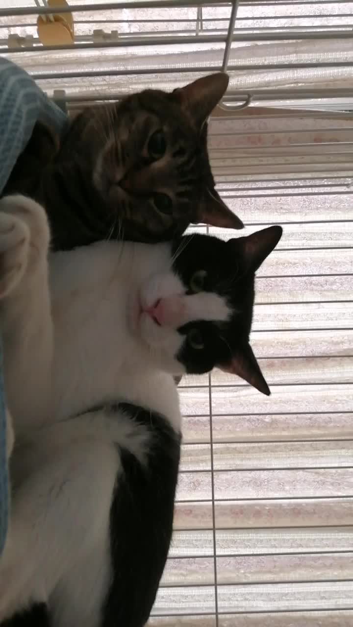 @モンチッチ大好き星人