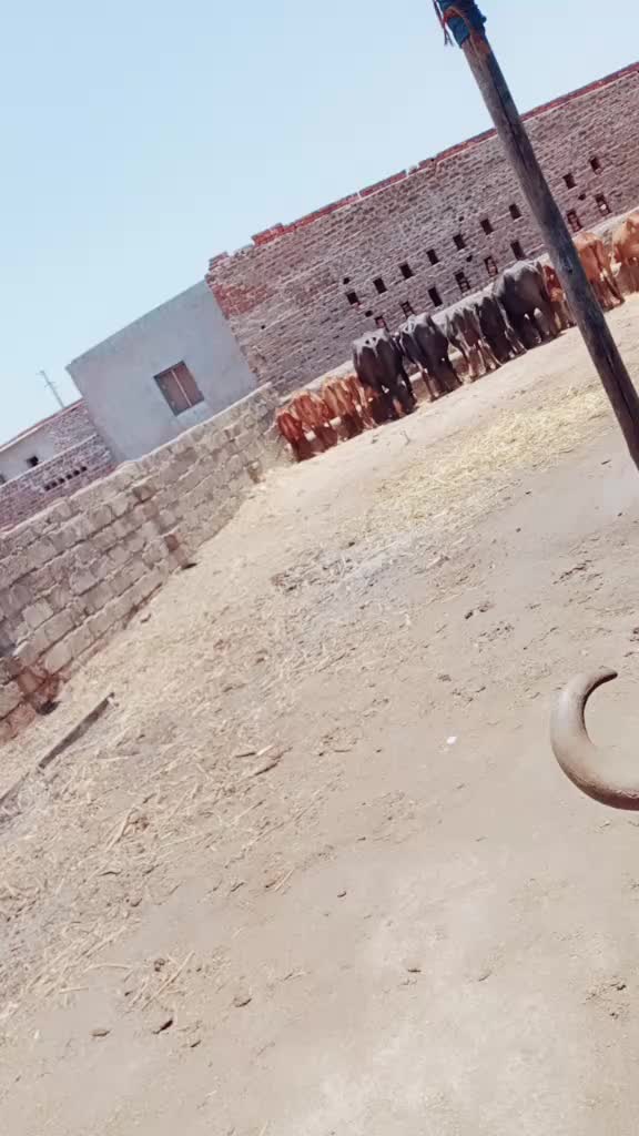 @ગૌ રક્ષક