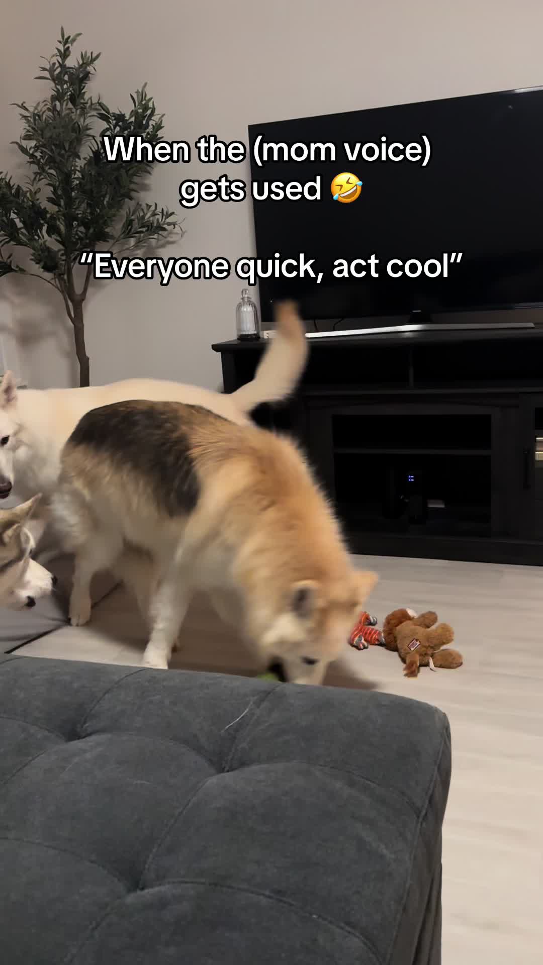 @Loki the Flame Keeper 🐺
