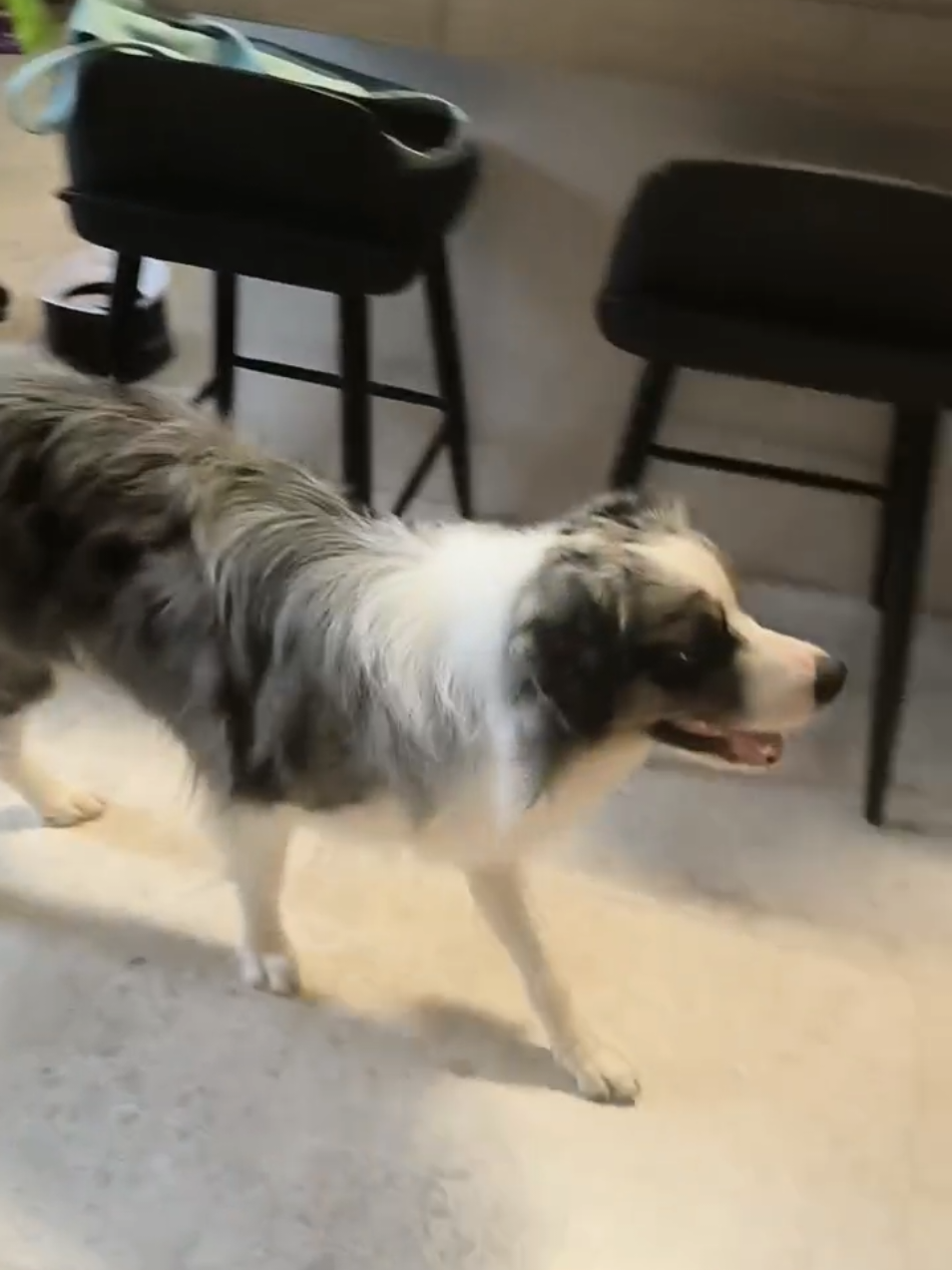 @DDhousepet